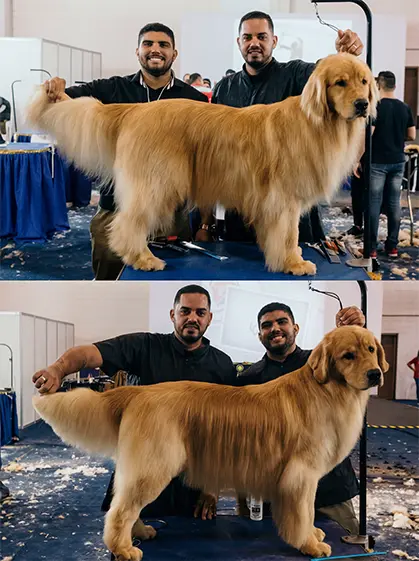 tiago-freire-trimming-golden